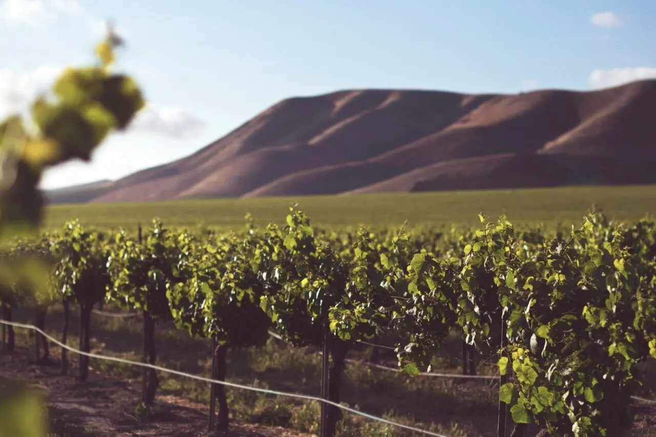 Créez votre site internet pour vignerons